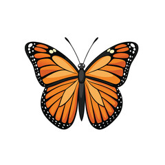 butterfly on white background