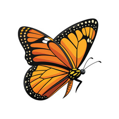 butterfly on white background