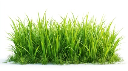 Fototapeta premium Isolated 3D Render of Green Grass Patch on White Background