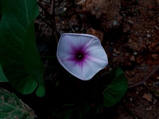 Purple morning glory flower, which has the scientific name Ipomoea purpurea, is a type of flower that is often referred to as "Sri Pagi Ungu" or "Terulak Ungu" in Indonesian.