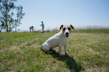 Caucasian couple collecting firewood for a fire. Jack Russell Terrier dog in the foreground. 