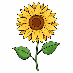 sunflower on a white background