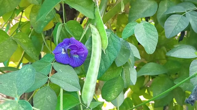 A close up of butterfly pea plant with vibrant blue flowers and green seed pod among lush green leaves. Suitable for botanical, agricultural, and herbal concepts.
