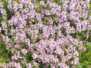 Obraz premium Wild thyme on a meadow in summer, Thymus serpyllum