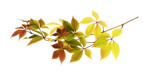 Beautiful twig with colorful autumn leaves of wild grape isolated on white or transparent background