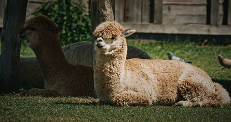 two lazy Alpacas relaxing in summer grass. Lama pacos is a species of South American camelid mammal.