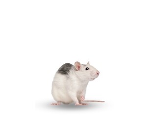 Rat on White Background