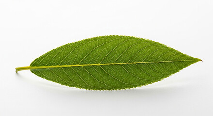 Obraz premium green leaf isolated on white background