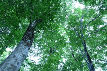 Early morning, beautiful fresh green trees in a forest on a summer mountain climb.