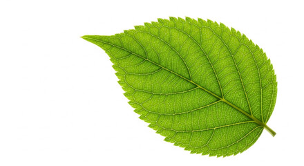 Obraz premium green leaf on white background