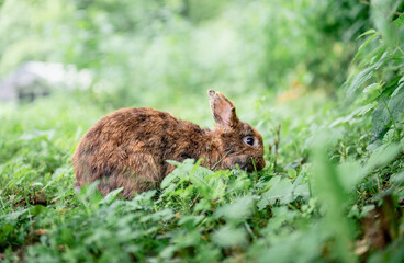 Cute brown rabbit sitting on green grass and eating fresh grass in summer garden
