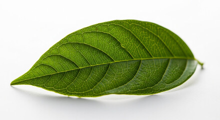 Obraz premium green leaf on white background