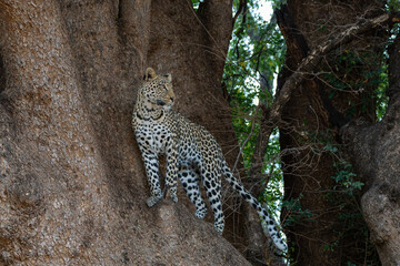 Leopard (Panthera Pardus) hunting. This leopard was hunting  in Mashatu Game Reserve in the Tuli Block in Botswana