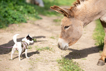 A dog and a donkey stand next to each other on a dirt path