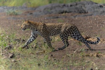 Leopard (Panthera Pardus) hunting. This leopard was hunting  in Mashatu Game Reserve in the Tuli Block in Botswana