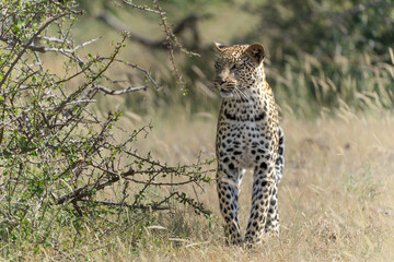 Leopard (Panthera Pardus) hunting. This leopard was hunting  in Mashatu Game Reserve in the Tuli Block in Botswana