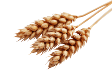 Close-up of three wheat ears.  Beige-tan colored heads.  Isolated on black