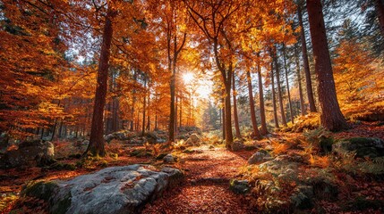 Obraz premium Autumn sunlight filters through vibrant orange and yellow leaves in a serene forest, creating a magical atmosphere on a peaceful afternoon