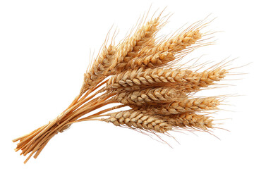 Wheat ears cluster close-up