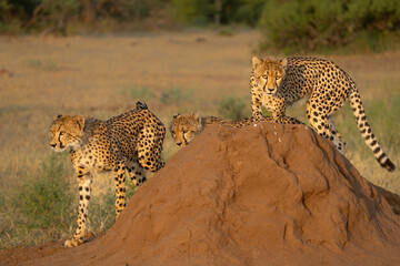 Cheetah (Acinonyx jubatus). A cheetah family of a mother with 5 sub adult cubs was hanging around in aMashatu Game Reserve in the Tuli Block in Botswana    