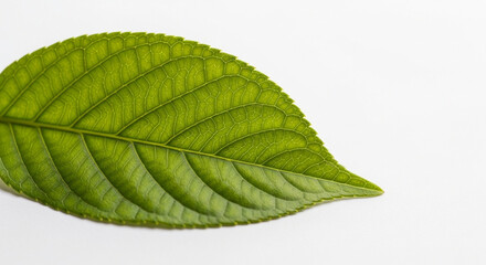 Obraz premium green leaf isolated on white background