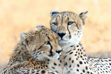 Cheetah (Acinonyx jubatus). A cheetah family of a mother with 5 sub adult cubs was hanging around in aMashatu Game Reserve in the Tuli Block in Botswana    