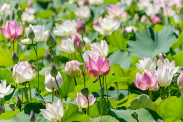 Fototapeta premium 夏の陽射しを浴びる蓮の花畑