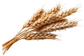 Close-up of wheat ears