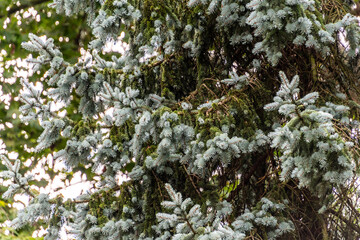 Picea pungens pertenece a la familia de Pinaceae.