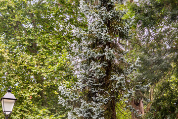 Picea pungens pertenece a la familia de Pinaceae.
