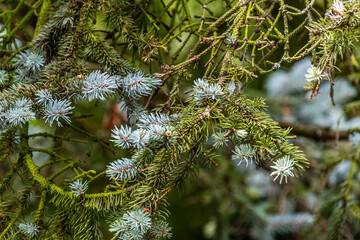 Picea pungens pertenece a la familia de Pinaceae.