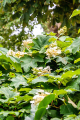 Hydrangea paniculata pertenece a la familia de Hydrangeaceae.