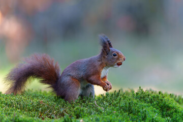 Eurasian red squirrel (Sciurus vulgaris) searching for food in the forest in the Netherlands.  
