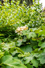 Hydrangea paniculata pertenece a la familia de Hydrangeaceae.