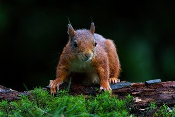 Eurasian red squirrel (Sciurus vulgaris) searching for food in the forest in the Netherlands.  