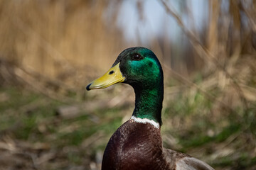Friendly mallard duck posing in front of reedy background in the spring, photographed in Czech Republic. Version 8.