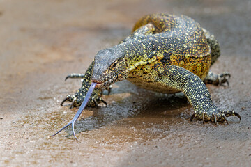 Water Monitor Lizard (Varanus niloticus) or Nile Monitor Lizard searching for food in Hluhluwe Natioanal Park in South Africa