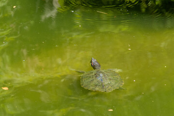 池を泳ぐミシシッピアカミミガメの背中