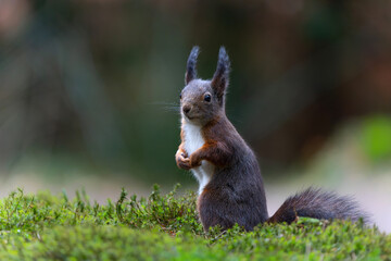 Eurasian red squirrel (Sciurus vulgaris) searching for food in the forest in the Netherlands.  