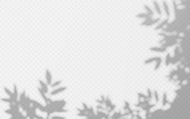 Abstract shadow overlay from foliage tree branch on a transparent background.