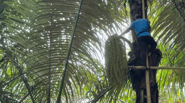 Manado, Indonesia, July 2025 - People harvesting enau or sugar palm (Arenga pinnata, Arecaceae family) is the most important palm after coconut (leaf palm) because it is a multi-purpose plant.