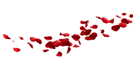 Red rose petals scattered in a flowing swathe against black