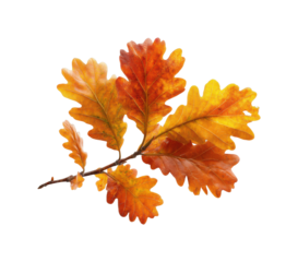 Autumn leaves falling natural colorful environment nature concept isolated on transparent background, png