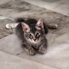 portrait of a cat