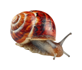 Slow and steady snail journey in nature's habitat perspective of a unique creature isolated on transparent background, png