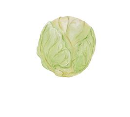 Obraz premium Hand-painted watercolor illustration of a single Brussels sprout with detailed green leaves. Ideal for kitchen decor, recipe design, food packaging, gardening themes, and botanical projects. By me.