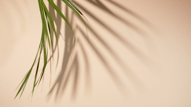 Super slow motion shot of moving palm leaves on pastel background . Filmed on high speed cinematic camera at 1000 fps