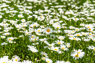 field of daisies