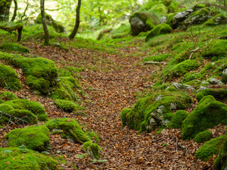 Sous-bois d'une hêtraie, les rochers sont recouverts de mousse et de feuilles mortes, un chemin...