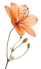 orange flower isolated on white background